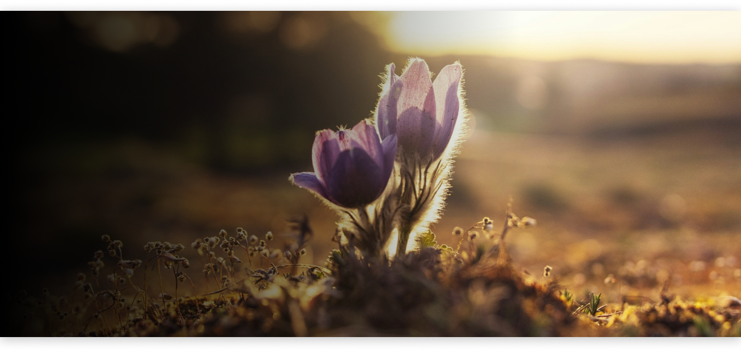 About Galgotias Online Education - Overview image